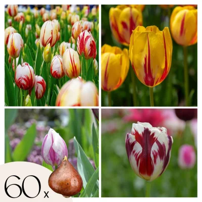 Tulipani čebulice - 60 kos - Tulipa 'Flaming Beauty Mix' - Cvetne čebulice