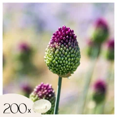 Luk - 200 kos - Allium 'Sphaerocephalon' - Cvetne čebulice - Vijolična