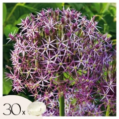 Luk - 30 kos - Allium 'Christophii' - Cvetne čebulice - Vijolična