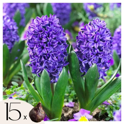 Hijacint - 15 kos - Hyacinthus 'Blue Trophy' - Cvetne čebulice - Modra