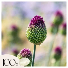 Luk - 100 kos - Allium 'Sphaerocephalon' - Cvetne čebulice - Vijolična