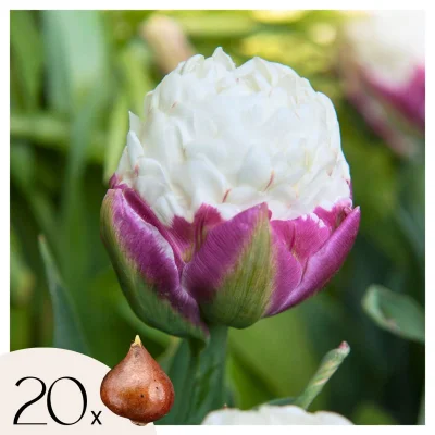 Tulipani čebulice - 20 kos - Tulipa 'Ice Cream' - Cvetne čebulice - Vijolična