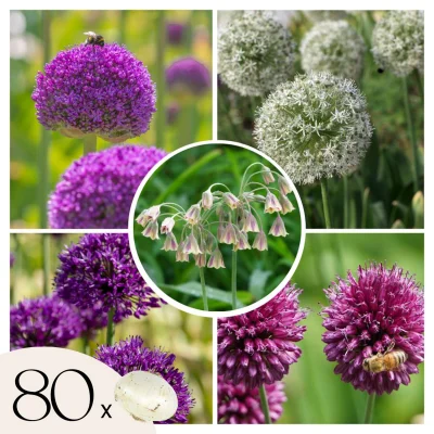 Luk - 80 kos - Allium - Cvetne čebulice