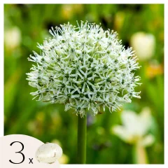 Luk - 3 kos - Allium 'Mount Everest' - Cvetne čebulice - Pamet