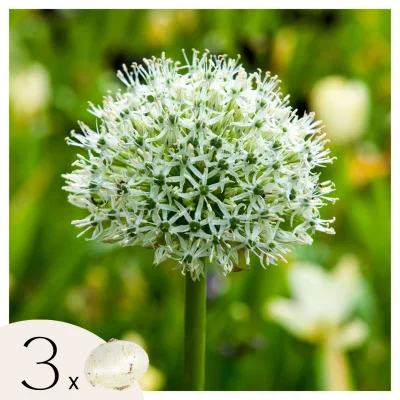 Luk - 3 kos - Allium 'Mount Everest' - Cvetne čebulice - Pamet