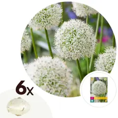 Luk - 6 kos - Allium 'Mount Everest' - Cvetne čebulice - Pamet