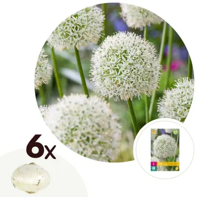 Luk - 6 kos - Allium 'Mount Everest' - Cvetne čebulice - Pamet