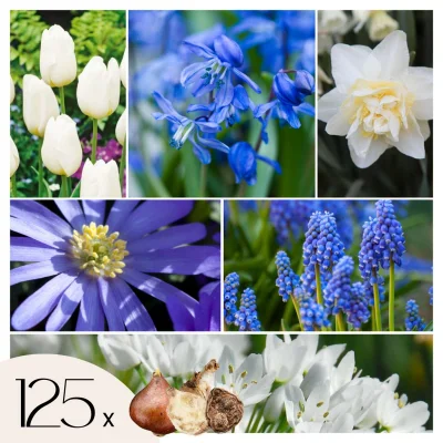 Cvetlične čebulice 'Garden NJ Blue' - 125 kos - Allium Narcissus Muscari Tulipa