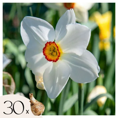 Čebulice narcis - 30 kos - Narcissus 'Recurvus' - Cvetne čebulice - Pamet
