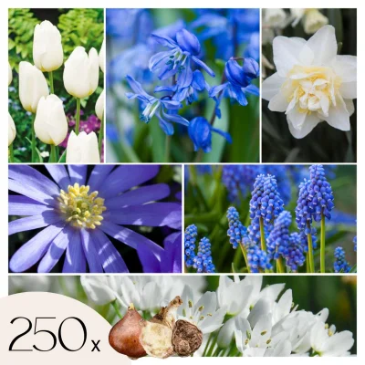 Cvetlične čebulice 'Garden NJ Blue' - 250 kos - Allium Narcissus Muscari Tulipa