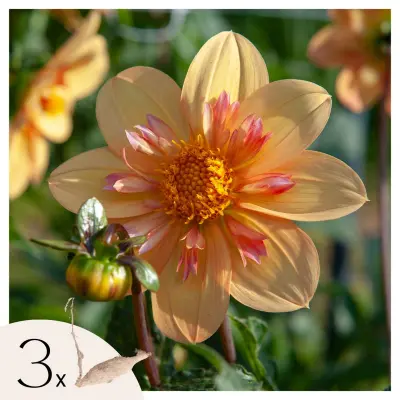 Korenine dalije - 3 kos - Dahlia 'Kelsey Annie Joy' - Cvetne čebulice - Oranžna