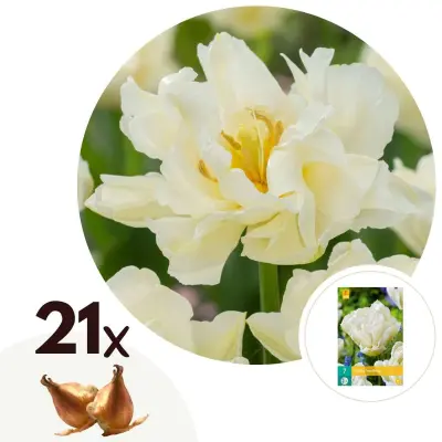 Tulipani čebulice - 21 kos - Tulipa 'Northcap' - Cvetne čebulice - Rumena