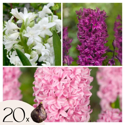 Hijacint - 20 kos - Hyacinthus - Cvetne čebulice