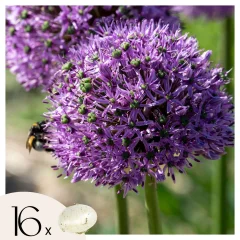 Luk - 16 kos - Allium 'Gladiator' - Cvetne čebulice - Vijolična