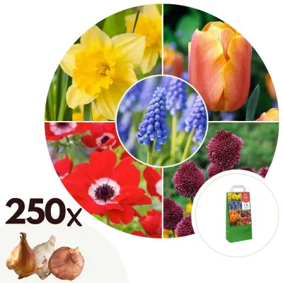 Cvetlične čebulice 'Garden Colourful' - 250 kos