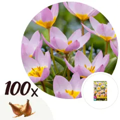 Tulipani čebulice - 100 kos - Tulipa bakeri 'Lilac Wonder' - Cvetne čebulice