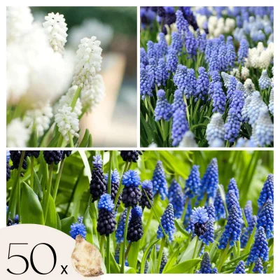 Armenska hrušica - 50 kos - Muscari 'Magic Mix' - Cvetne čebulice