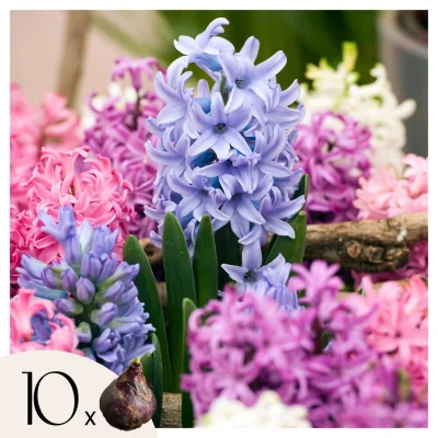 Hijacint - 10 kos - Hyacinthus - Cvetne čebulice
