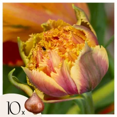 Tulipani čebulice - 10 kos - Tulipa 'Brisbane' - Cvetne čebulice - Roza