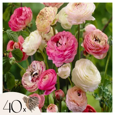 Zlatica - 40 kos - Ranunculus - Cvetne čebulice