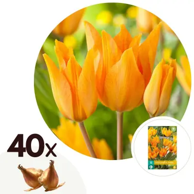 Tulipani čebulice - 40 kos - Tulipa Prastants Shogun - Cvetne čebulice - Oranžna