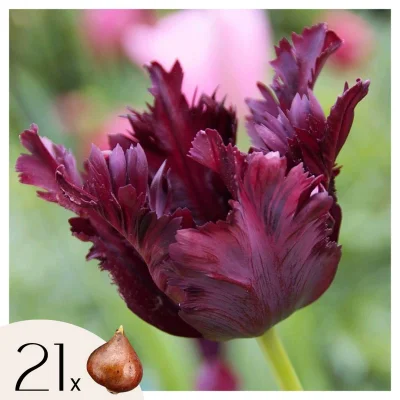 Tulipani čebulice - 21 kos - Tulipa 'Black Parrot' - Cvetne čebulice - Vijolična