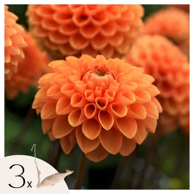 Korenine dalije - 3 kos - Dahlia 'Sylvia' - Cvetne čebulice - Oranžna