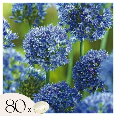 Luk - 80 kos - Allium 'Caeruleum' - Cvetne čebulice - Modra