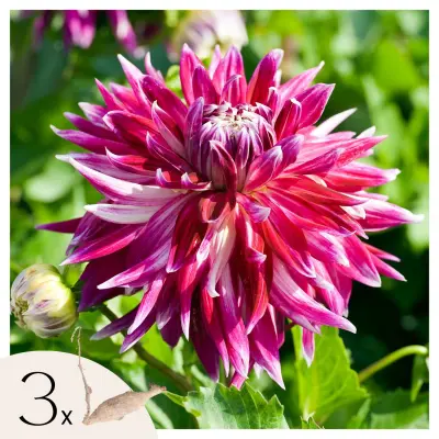 Korenine dalije - 3 kos - Dahlia 'Vancouver' - Cvetne čebulice - Roza