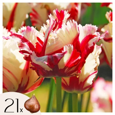 Tulipani čebulice - 21 kos - Tulipa 'Estella Rijnveld' - Cvetne čebulice - Rdeča