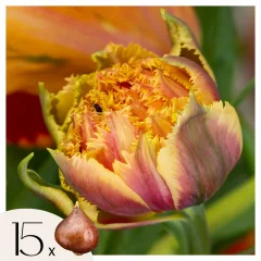Tulipani čebulice - 15 kos - Tulipa 'Brisbane' - Cvetne čebulice - Roza