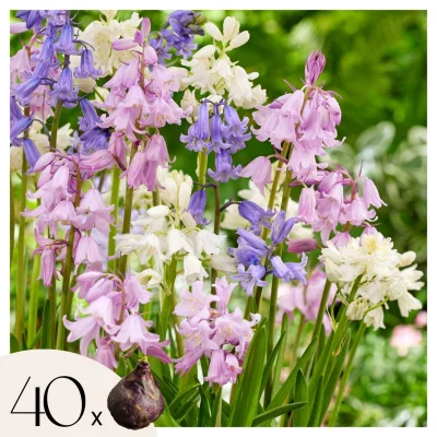 Hijacintovka - 40 kos - Hyacinthoides Hispanica - Cvetne čebulice