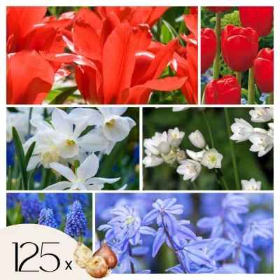 Žarnice iz Nizozemske NJ - 125 kos - Tulipa Narcissus Scilla Allium Muscari