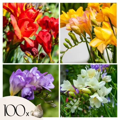 Frezija - 100 kos - Freesia Mix - Cvetne čebulice