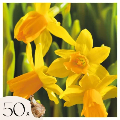 Čebulice narcis - 50 kos - Narcissus 'Tête-à-Tête' - Cvetne čebulice - Rumena