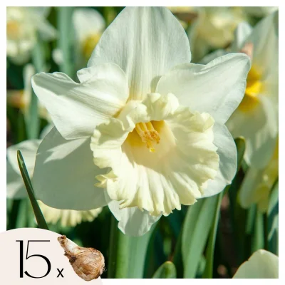 Čebulice narcis - 15 kos - Narcissus 'Mount Hood' - Cvetne čebulice - Rumena