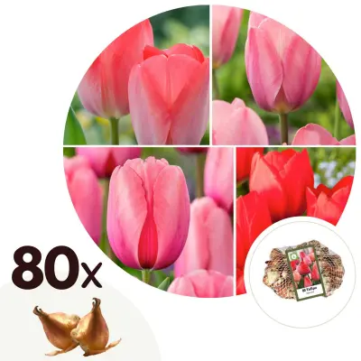 Tulipani čebulice - 80 kos - Tulipa Salmon, Van Eijk - Cvetne čebulice - Rdeča