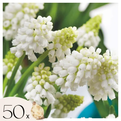 Armenska hrušica - 50 kos - Muscari 'White Magic' - Cvetne čebulice - Pamet