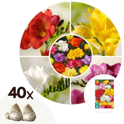 Frezija - 40 kos - Freesia Mix - Cvetne čebulice
