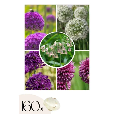 Luk - 160 kos - Allium - Cvetne čebulice