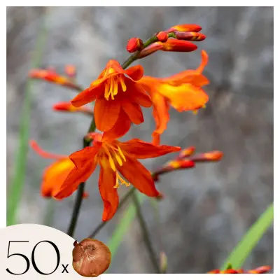 Montbrecija - 50 kos - Crocosmia curtonus 'Lucifer' - Cvetne čebulice - Rdeča