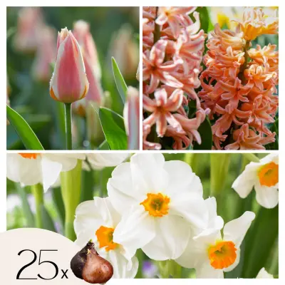 Cvetne čebulice 'Peach Blush' - 25 kos - Narcissus, Tulipa, Hyacinthus