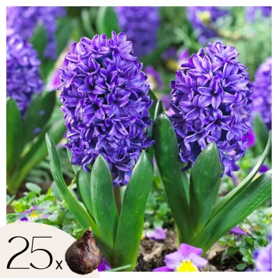 Hijacint - 25 kos - Hyacinthus 'Blue Trophy' - Cvetne čebulice - Modra