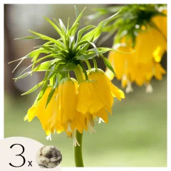 Logarica - 3 kos - Fritillaria 'lutea' - Cvetne čebulice - Rumena