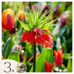 Logarica - 3 kos - Fritillaria rubra - Cvetne čebulice - Oranžna