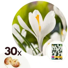 Žafran - 30 kos - Crocus 'White' - Cvetne čebulice - Pamet