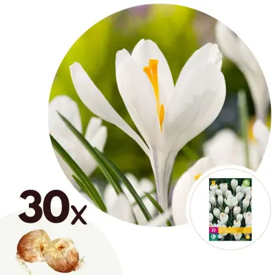 Žafran - 30 kos - Crocus 'White' - Cvetne čebulice - Pamet