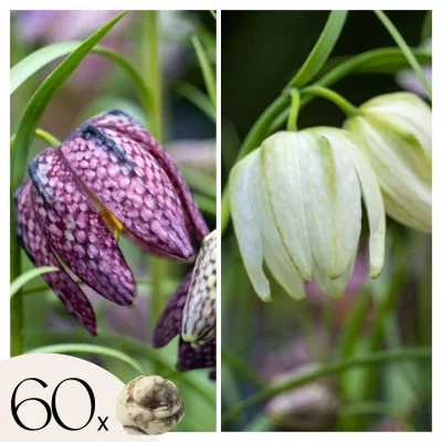 Logarica - 60 kos - Fritillaria 'meleagris' - Cvetne čebulice