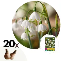 Poletni veliki zvonček - 20 kos - Leucojum aestivium - Cvetne čebulice - Pamet