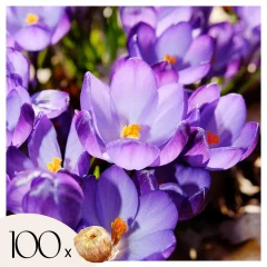 Žafran - 100 kos - Crocus 'Ruby Giant' - Cvetne čebulice - Vijolična